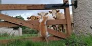 Cat and Cattle