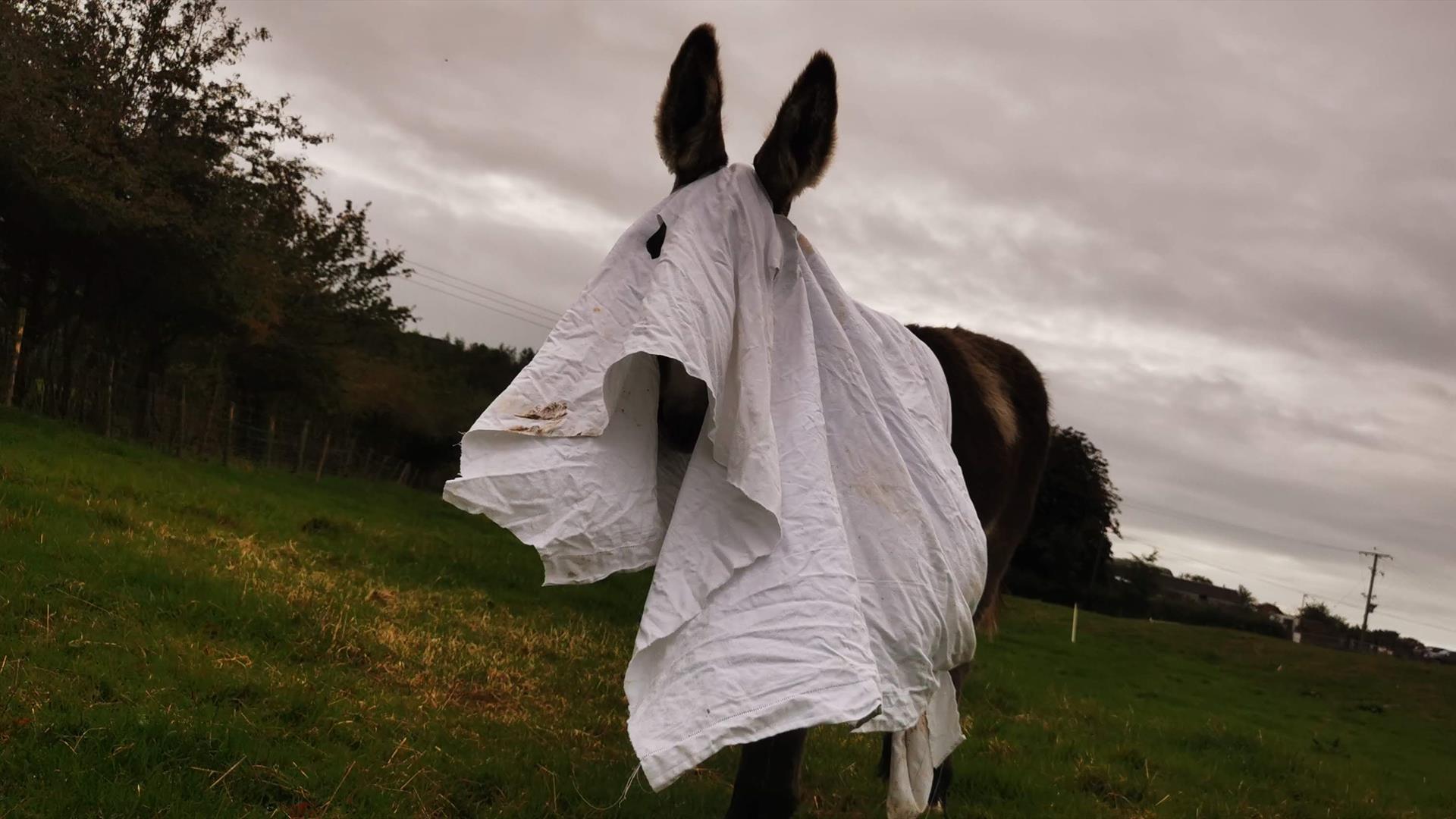 Donkey in Ghost Costume