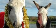 Donkeys in Festive Gear, Ballynahinch County Down