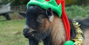 Goat in Elf Hat