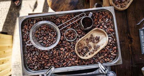 A tray full of cocao beans on display at NearyNogs