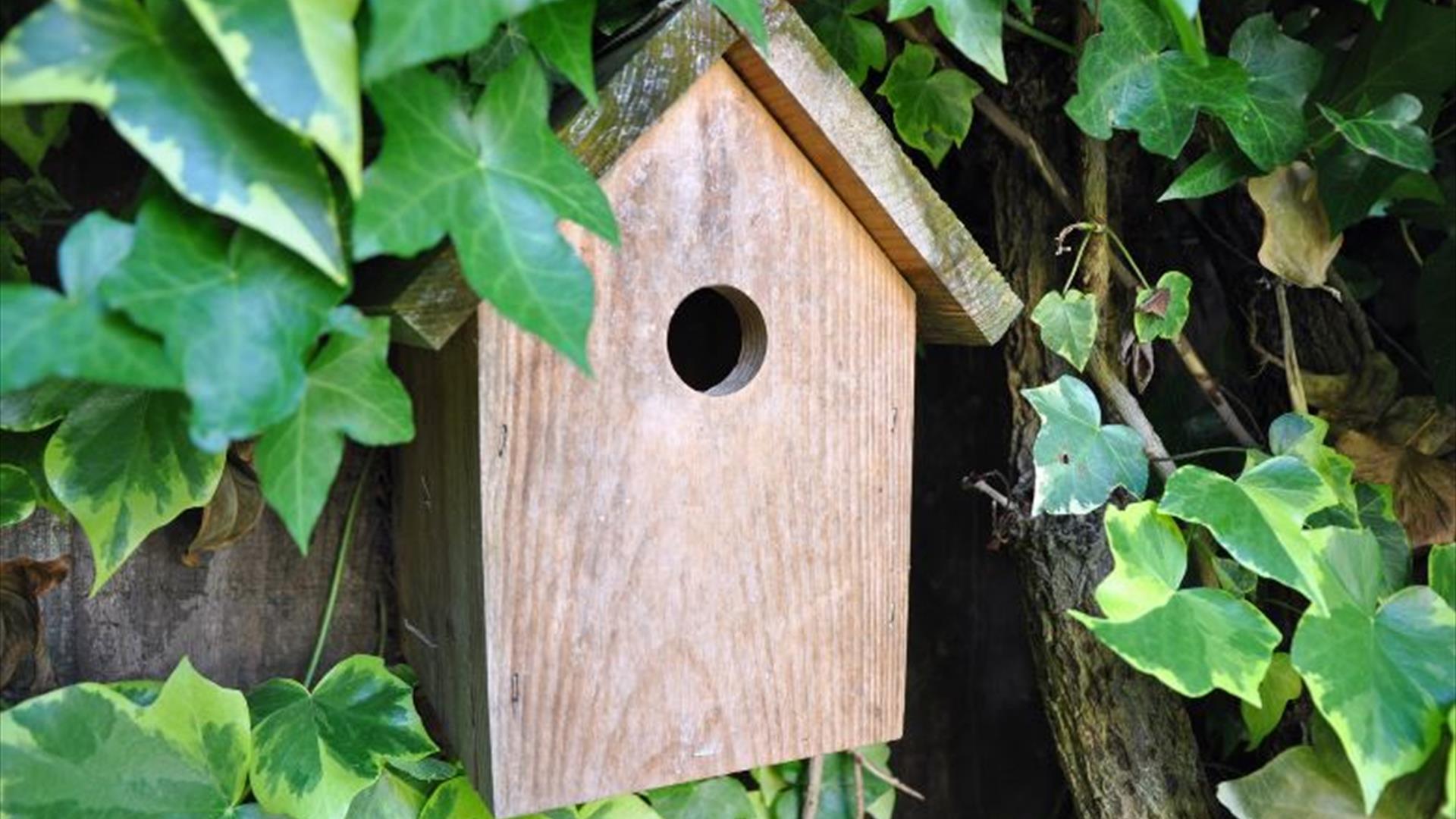 Nest box in Castlewellan Forest Park