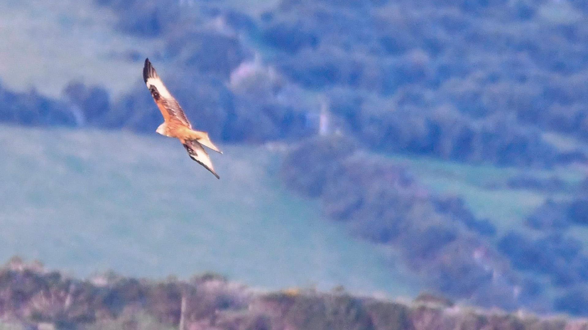 Pitcure of a red kite in full flight.