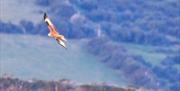 Pitcure of a red kite in full flight.