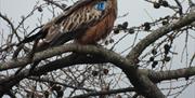 Red Kite in Larch Tree