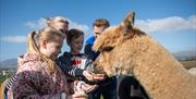 Albert, the Alpaca, charming our guests