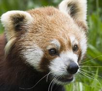 Thumbnail for Newquay Zoo