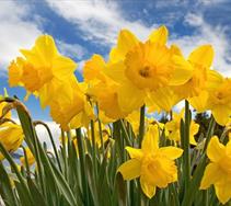 Daffodils