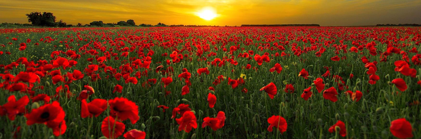 Lest we forget