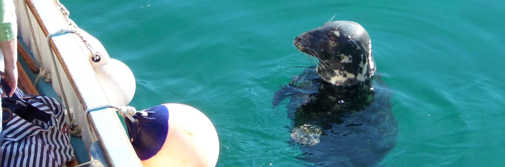 Look out for seals in Newquay Harbour