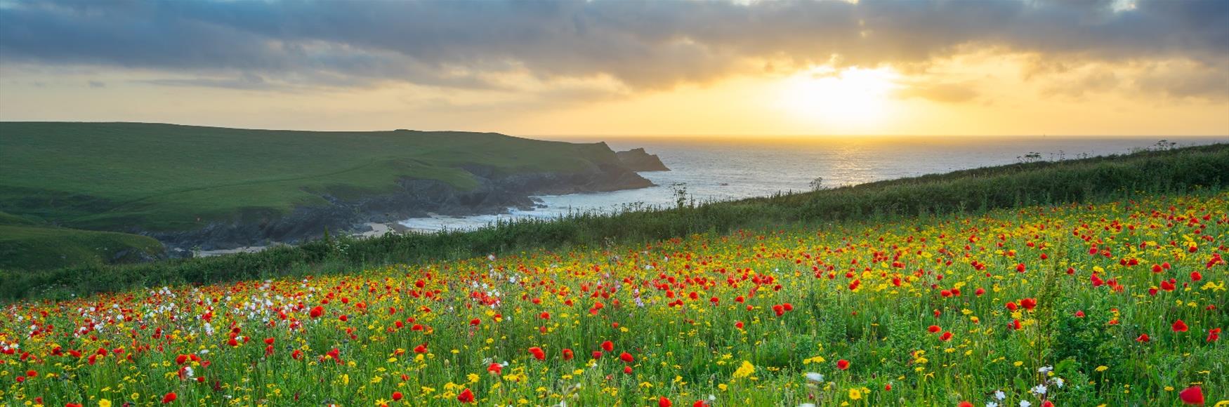 Poppy Fields at West Pentire