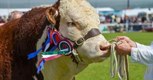 Royal Cornwall Show 2024