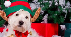 Doggy Festive Market at Royal Cornwall Showground 2024