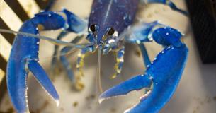 Lob Tropicana! at The National Lobster Hatchery
