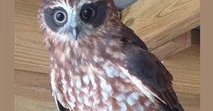 Father's Day Weekend at Screech Owl Sanctuary
