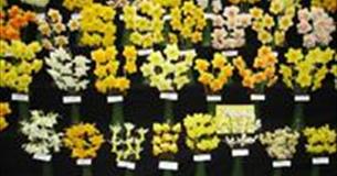 Falmouth Spring Flower Show