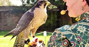 Tudor Week and Falconry Displays at Trerice