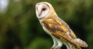 Screech Owl Sanctuary & Animal Park