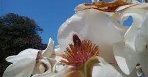 Magnolia at Lanhydrock