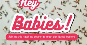 Hey Babies! May half-term at The National Lobster Hatchery