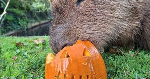 Kids Go Free this October Half Term at Newquay Zoo