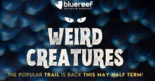 'Weird Creature's' at Newquay's Blue Reef Aquarium
