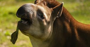 Tapirs & Tapas at Newquay Zoo