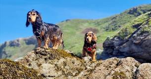 Cocker Spaniel Meet-Up 2024 @ Watergate Bay