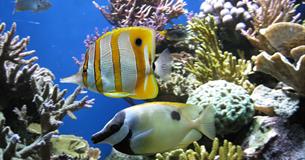 Ocean Explorers at Newquay's Blue Reef Aquarium