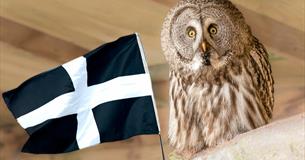St Piran's @ Screech Own Sanctuary