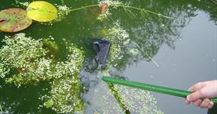Try your hand at Pond Dipping at Lanhydrock