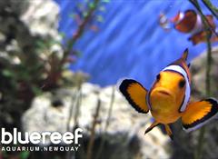 Blue Reef Aquarium