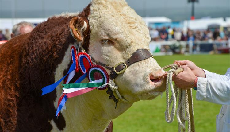 Royal Cornwall Show 2024