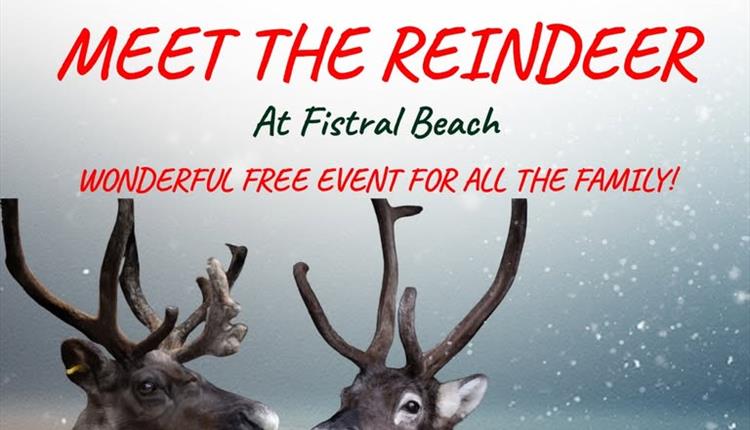 Meet the Reindeers at Fistral Beach