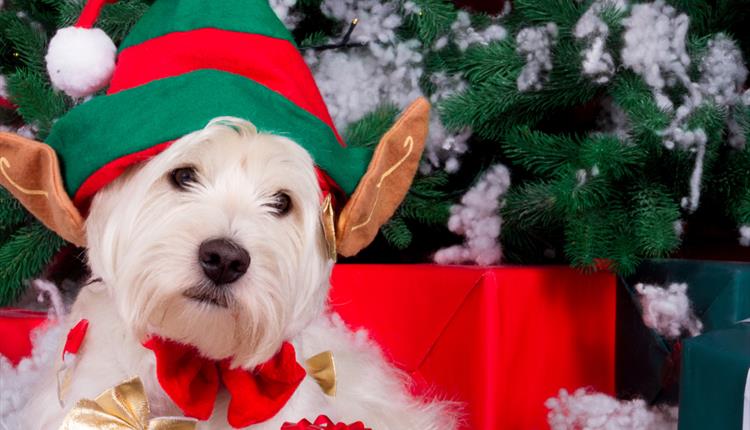 Doggy Festive Market at Royal Cornwall Showground 2024