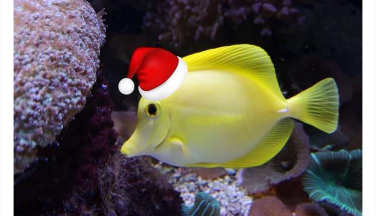 Christmas Pudding Trail at Blue Reef Aquarium