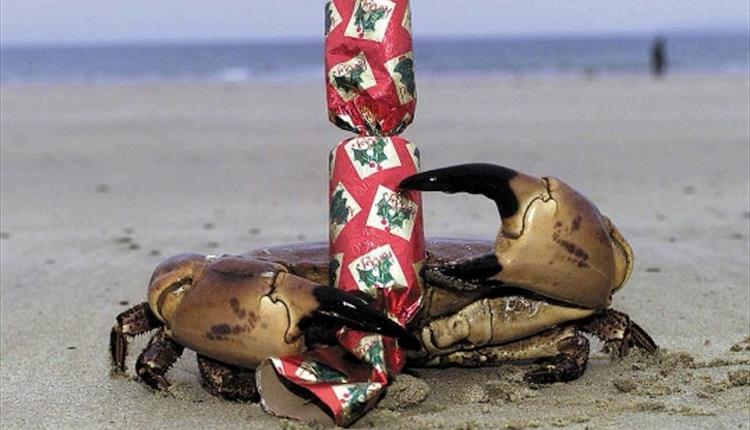 Merry Fishmas! - The Blue Reef Aquarium