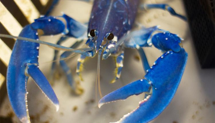 Lob Tropicana! at The National Lobster Hatchery