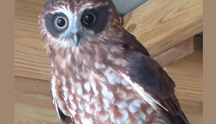 Father's Day Weekend at Screech Owl Sanctuary