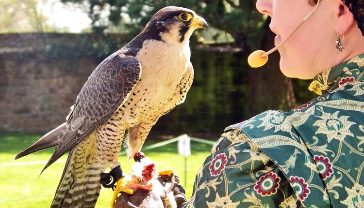 Falconry Displays at Trerice this May Half Term