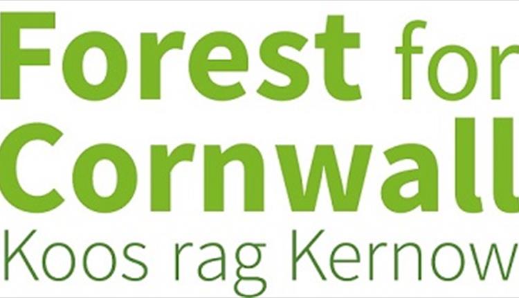 Big Newquay Tree Plant