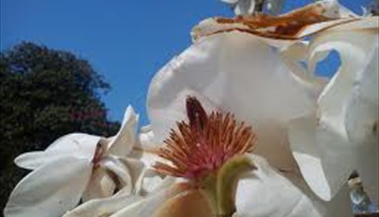 Magnolia at Lanhydrock