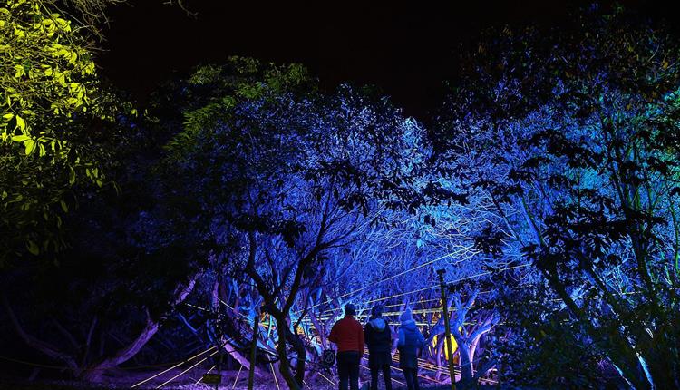 Heligan by Night