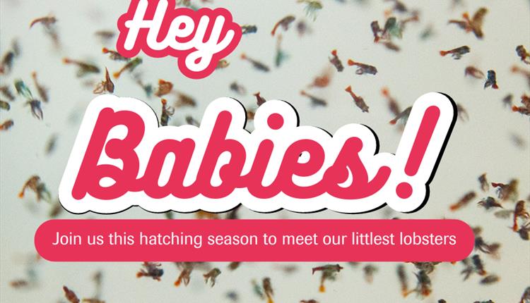 Hey Babies! May half-term at The National Lobster Hatchery