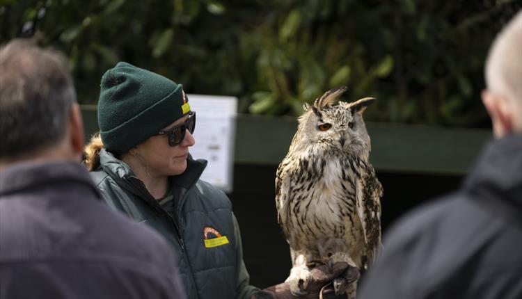 February Half Term at Screech Owl Sanctuary