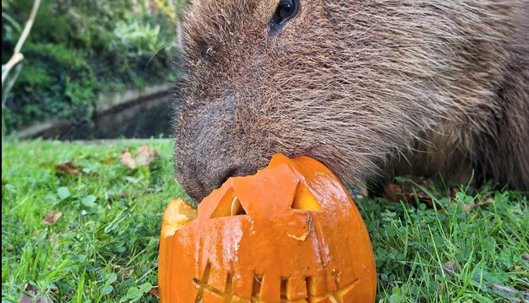 Kids Go Free this October Half Term at Newquay Zoo