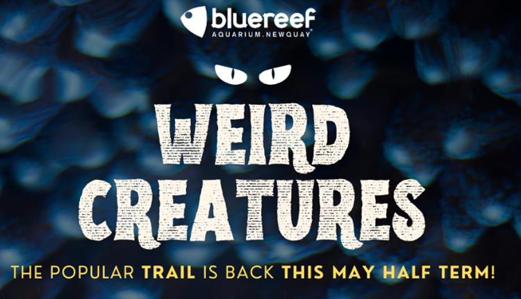 'Weird Creature's' at Newquay's Blue Reef Aquarium
