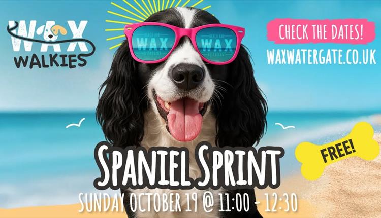 Spaniel Sprint at WAX Watergate Bay