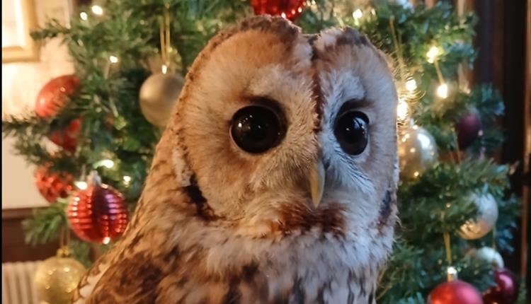 Christmas weekends at Screech owl Sanctuary