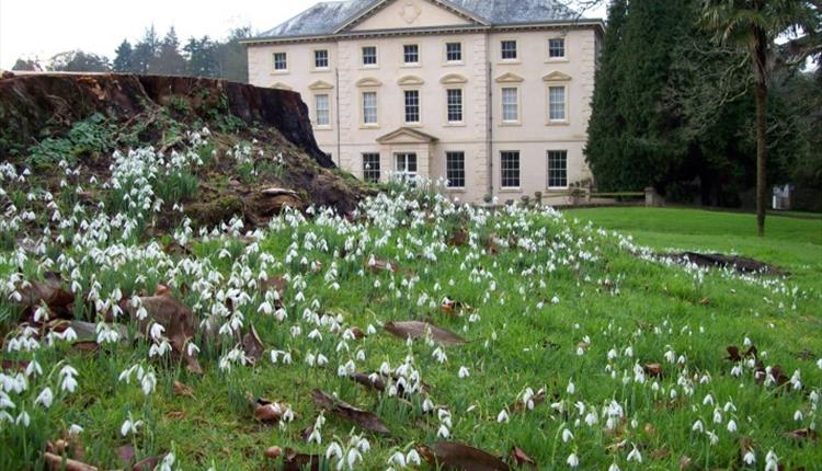 Snowdrops at Pencarrow